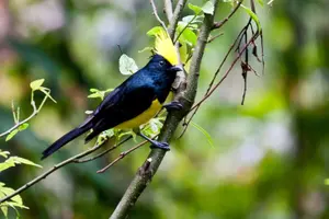 Tour image of Bhutan Birding Tour