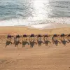 Image of Camel Rides