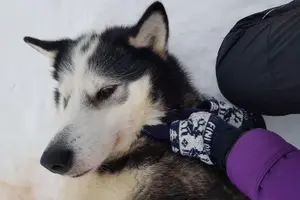 Tour image of A fun 3-km Husky Safari from Levi Including a Husky Sled Ride