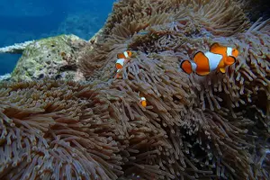 Tour image of Maya Bay, Monkey Bay and Phi Phi Island Snorkeling Tour from Koh Lanta