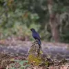 Image of Wildlife Watching