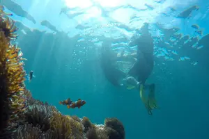 Tour image of Guided Snorkeling Day Trip, Kota Kinabalu, Sabah, Malaysia