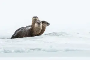 Tour image of Grand Teton and National Elk Refuge Winter Wonderland Full Day Adventure