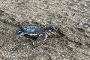 Tour image of Observation of Turtles in their Natural Habitat in Tortuguero