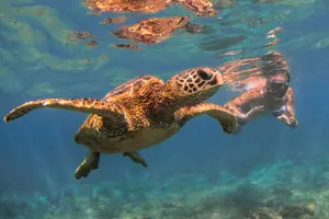 Tour image of Oahu Circle Island: Snorkel with Turtles & Explore Turtle Beach