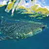 Image of Swimming