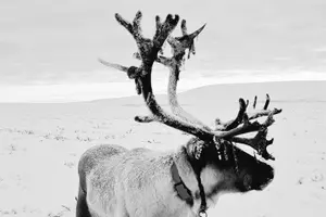 Tour image of Northern Lights tour with Reindeer