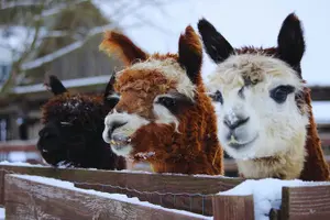 Tour image of PRIVATE Alpaca Guided Forest Walk + Feeding Helsinki