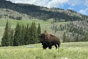 Tour image of Private Old Faithful, Grand Prismatic, & Canyon Safari