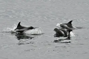 Tour image of The Original Classic Whale Watching from Reykjavik