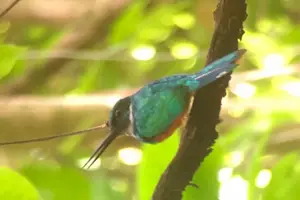 Tour image of Guided visit to Carara National Park (Ticket included)