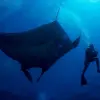 Image of Scuba Diving