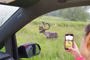 Tour image of Moose Safari Bodo, Norway, Meet the Largest Land Animal in Europe