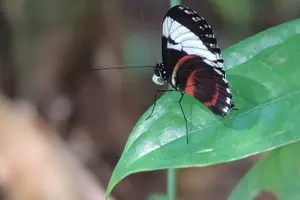 Tour image of Tropical Hike in the Gandoca-Manzanillo wild life Refuge