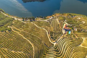 Tour image of Douro Valley Tour: Wine Tasting, Cruise and Lunch from Porto