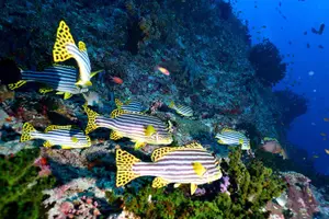 Tour image of Introductory Dive in Eilat