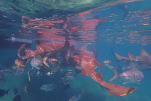 Tour image of All-Inclusive Full-Day Hol Chan Snorkeling Tour