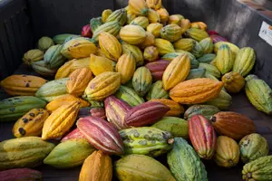 Tour image of Lahaina: Maui Ku'ia Estate Guided Cacao Farm Tour and Tasting