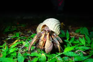 Tour image of Miyako Island Jungle Night Tour and Starry Sky Viewing