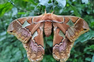 Tour image of Monteverde Cloud Forest Nature Tour