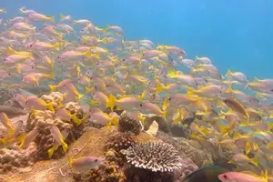Tour image of Koh Rong Sanloem Diving for Beginners