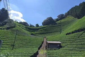 Tour image of Small Group Japanese Green Tea Tasting in Shizuoka