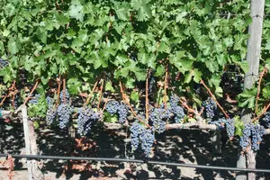 Tour image of 6-Hour Private Wine Country Tour of Napa Valley (up to 6 people) in Large SUV