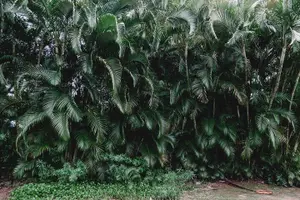 Tour image of Road to Hana Private Tour with Local Guide