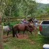 Image of Horseback Riding