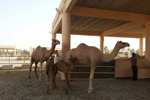Tour image of Old and New Sites of Bahrain