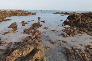 Tour image of Beachlife & Tidepool Discovery at Desaru Coast Johor |JungleWalla