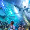 Image of Aquariums