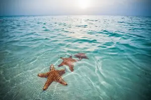 Tour image of Private Half-Day Charter to Stingray City, Starfish Point and Snorkeling Tour