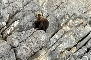 Tour image of One Day Trekking Cat Ba National Park