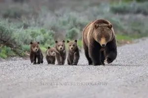 Tour image of Private Full-Day Grand Teton National Park Tour with Picnic Lunch