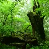 Image of Nature Walks