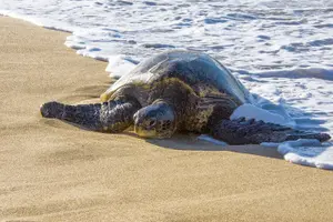 Tour image of Private Tropics of Maui & Rainforest Valley: Kahului, Wailea, Kihei pick up