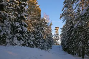 Tour image of Husky Dog Sledding Tour From Riga