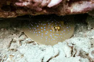 Tour image of La Bombona Diving Koh Tao Try Dive