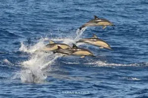 Tour image of Whale and Dolphin Watching in Pico Island - Half Day