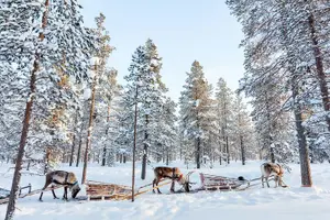 Tour image of Reindeer Experience with Sledge Ride in Levi