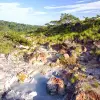 Image of Wildlife Encounters