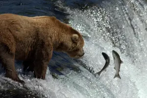 Tour image of Brooks Falls Katmai Bear Viewing in a Float Plane
