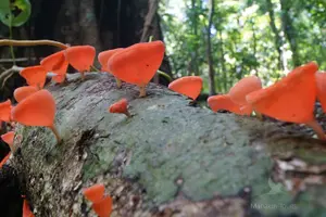 Tour image of Private Nature Tour in Cabo Blanco Park Costa Rica