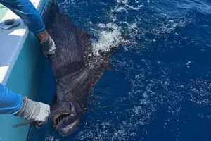 Tour image of Offshore Fishing trip (Deep sea fishing)
