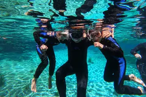Tour image of 3 hours Manatee Swim Tour in Florida