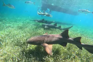 Tour image of Snorkeling at Hol Chan Marine Reserve and Shark Ray Alley