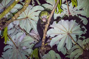 Tour image of Kinkajou Night Walk Tour