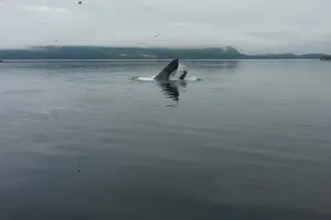 Tour image of 3.5 Hour Crowd-Skipping Whale Tour in Juneau, Alaska