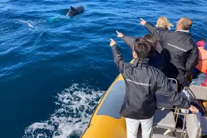 Tour image of Dolphin Watching at the Arrabida (Lisbon region)